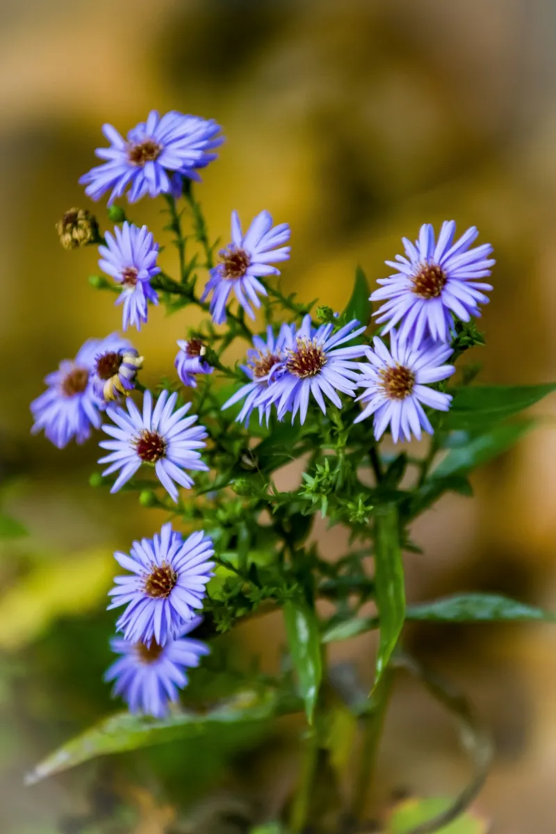 Cluster of small purple wildflowers in soft focus